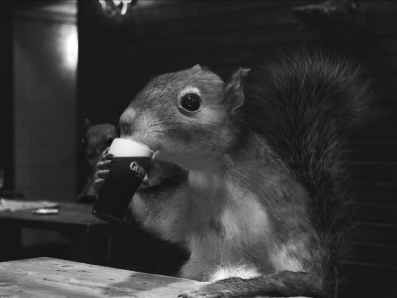 St. Patrick's Day, Guinness, squirrel 